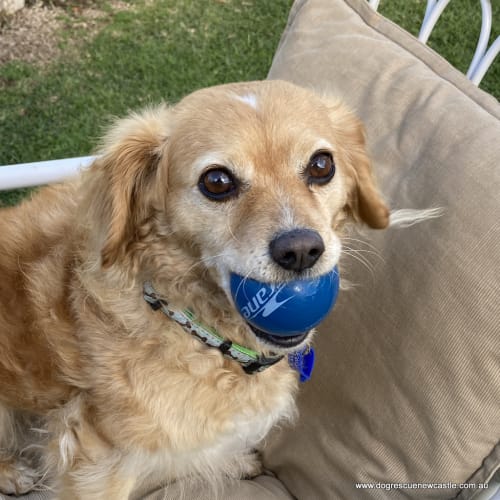 Teddy 🧸 Cavoodle, (On Trial 18/7/21)