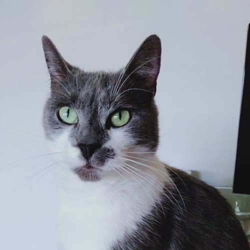 Pepper