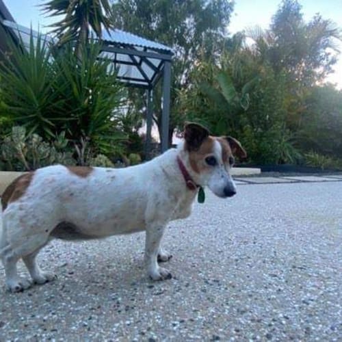 Daisy 
