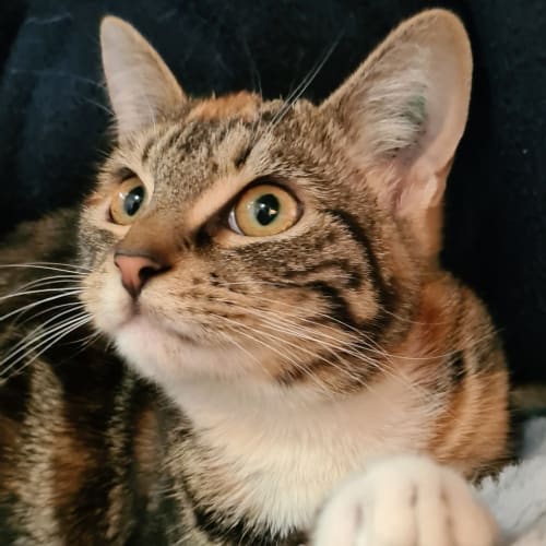 Mara 