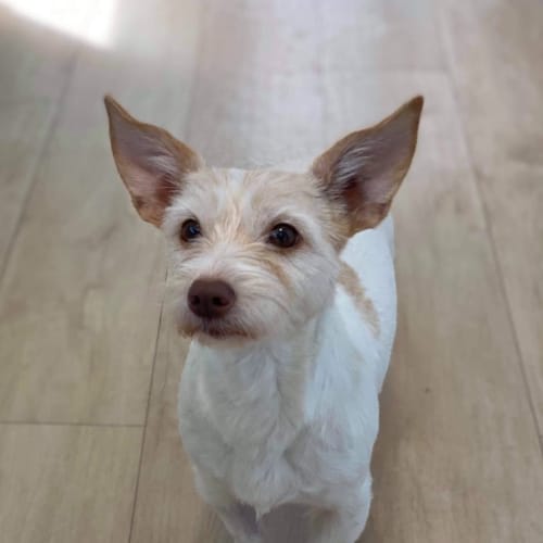 Stella
