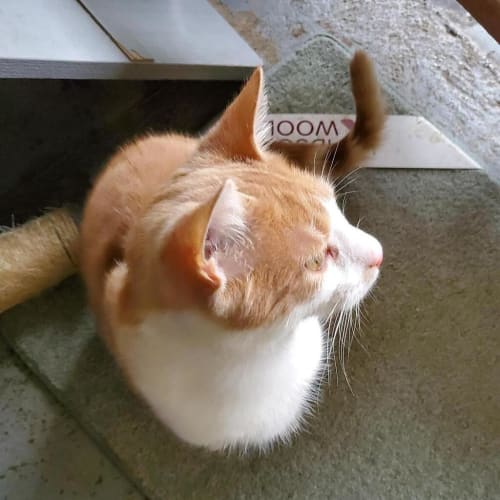 Bowie 