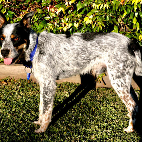 Dale ~ 1yr Old Smithfield x (On Trial 25/7/21)