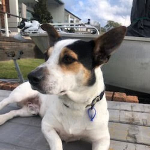 Tank ~ 2yr Old Fox Terrier X(On Hold 22/7/21)