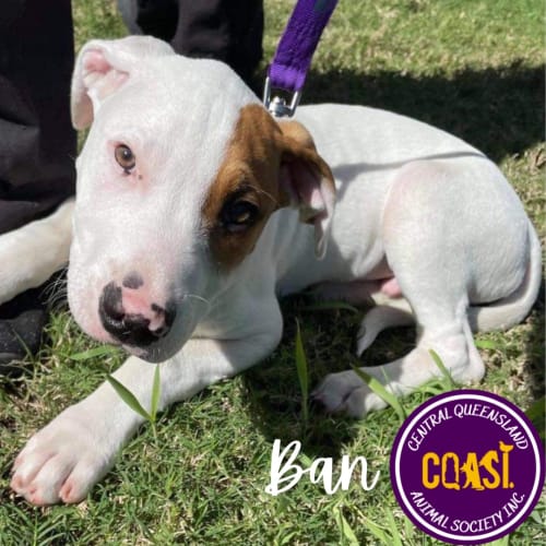 Ban