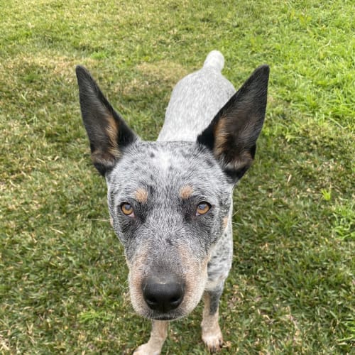 Jessie ~ 1yr Old Cattle Dog(On Trial 17/10/21)