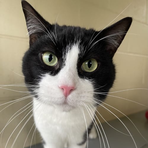 Tom