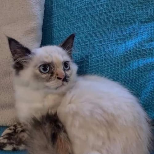Snowball