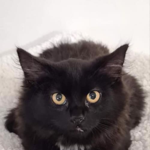 Fluffy