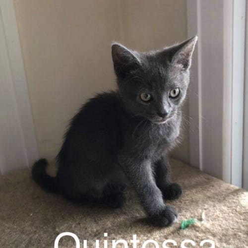 Quintessa