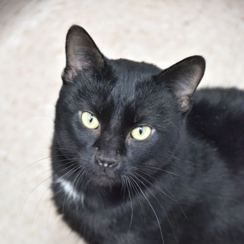 Sebastian