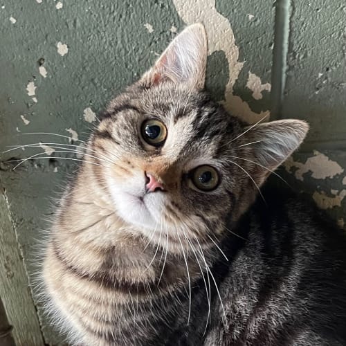 Hudson 