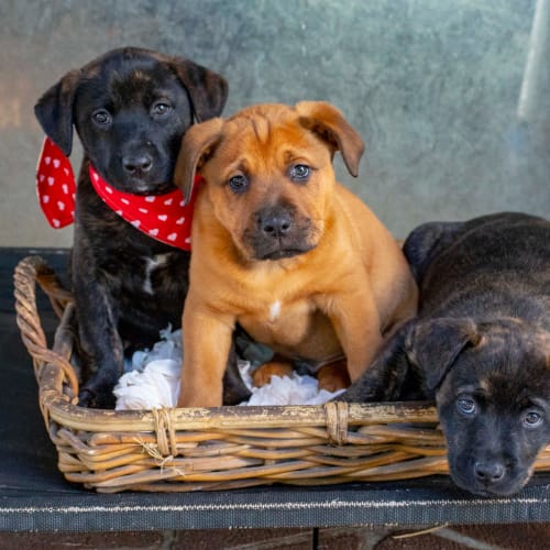 Lotus ~ Staffy X Lab Puppy (On Trial 30/7/21)