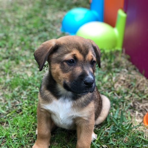 Fox ~ Staffy X Lab Puppy(31/07/21)