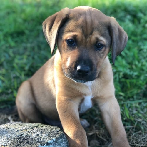 Fudge ~ Staffy X Lab puppy (On Trial 31/07/21)