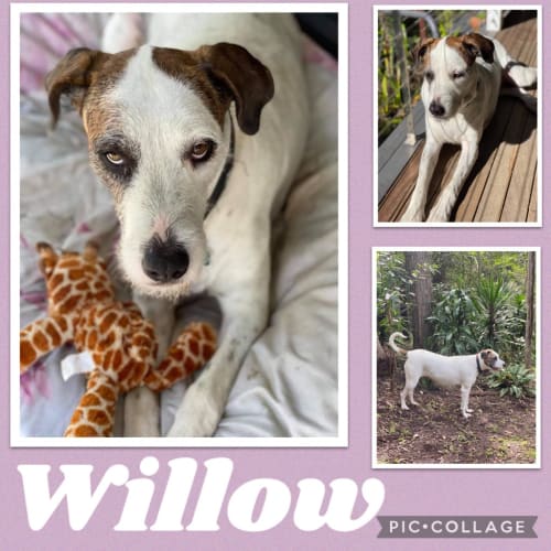 Willow