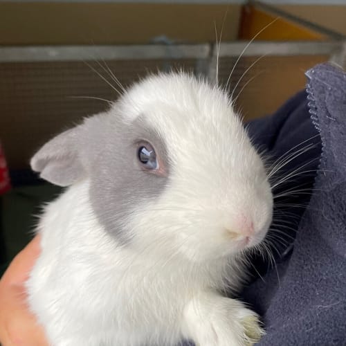 Miffy