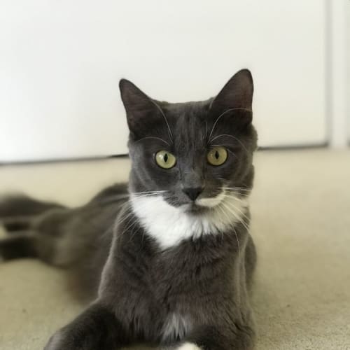 Storm ** 2nd Chance Cat Rescue**