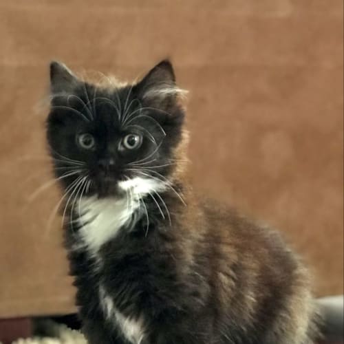 Thunda **2nd Chance CatRescue**