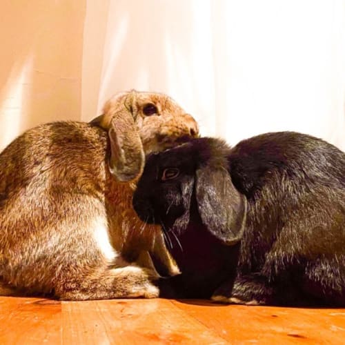 Gardenia with Gardener