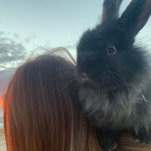 Black Banjo with Muffin Puff