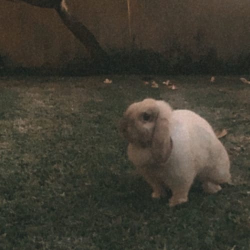 Muffin Puff with Black Banjo