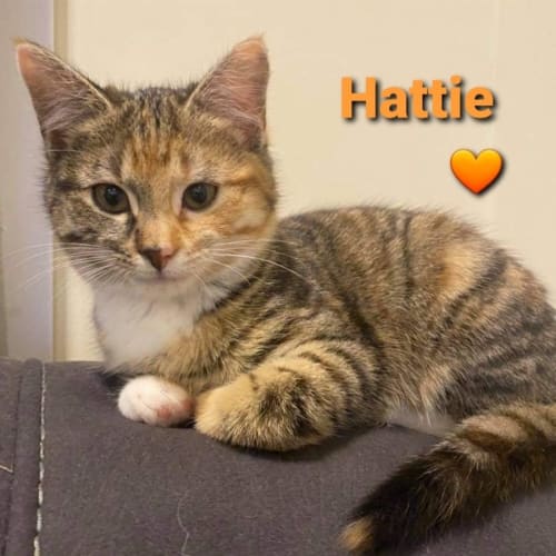 Hattie