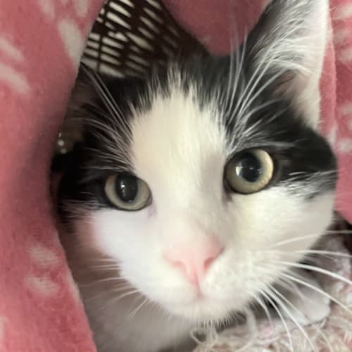 Oscar