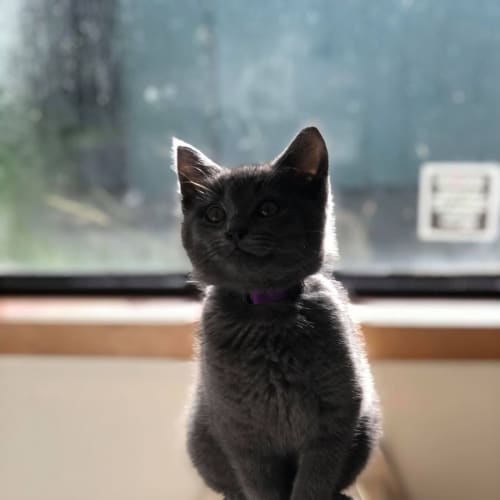Scout **2nd Chance Cat Rescue**