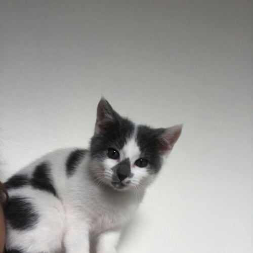 Jem **2nd Chance Cat Rescue**