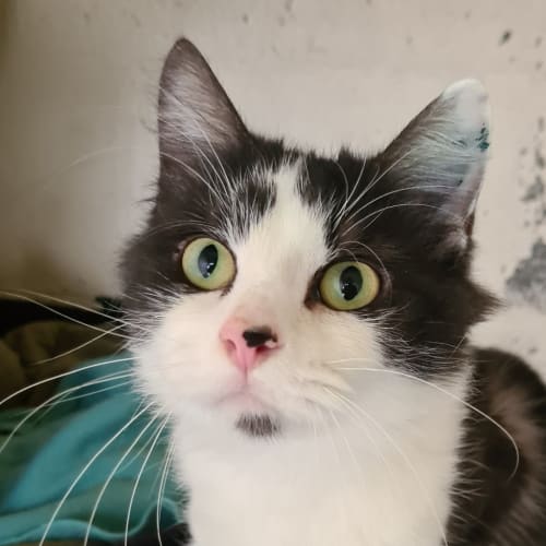 Lila 