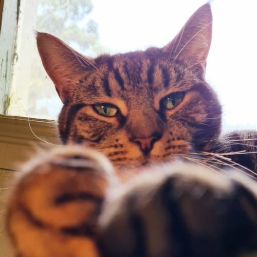 Tigger