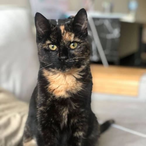 Zoe-Pickles