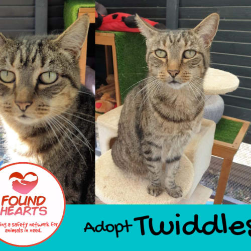 No photo for Twiddles 