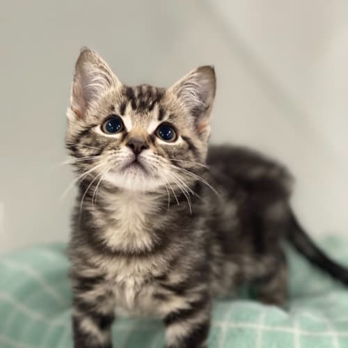 Pepper