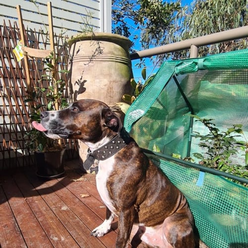 Enzo ~ 3yr Old Staffy X(On Trial 5/6/21)