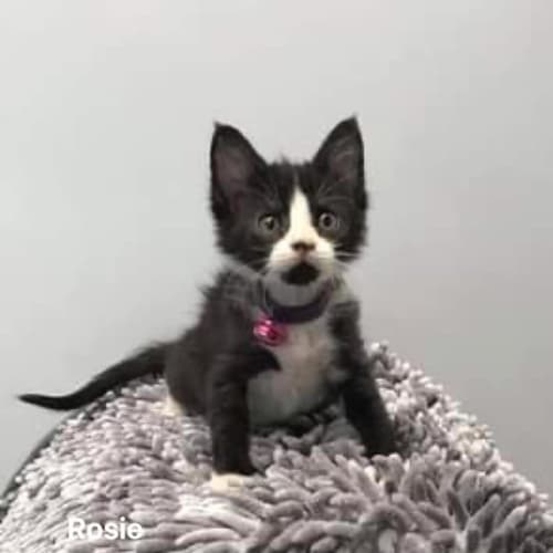 Rosie