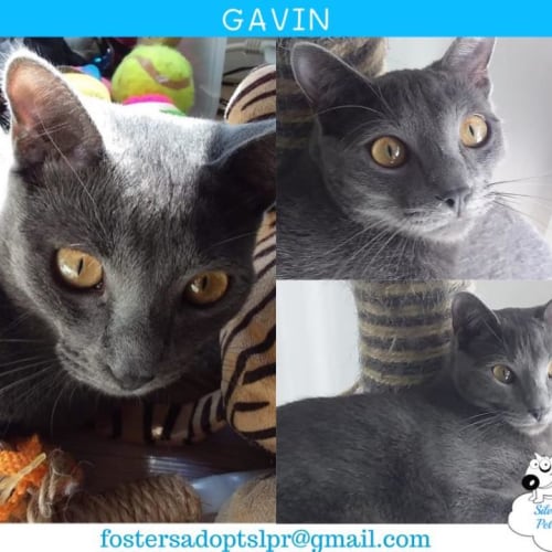 Gavin