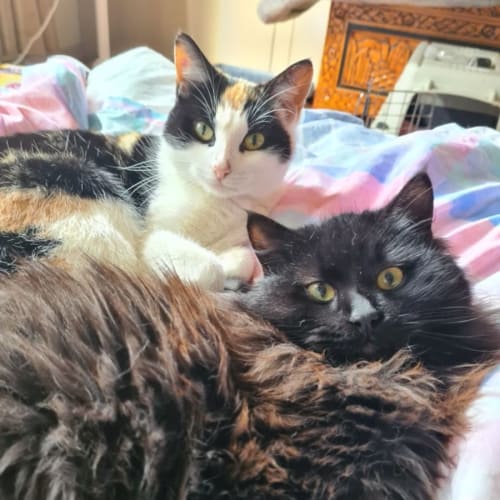 Pandora and Atlas