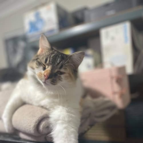 Coco