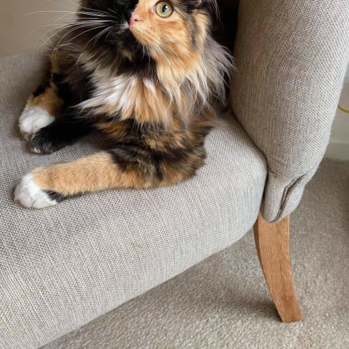 Madame Floofee