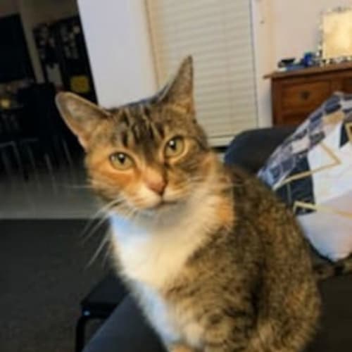 🐱‍🐉Tasha🐱‍🐉