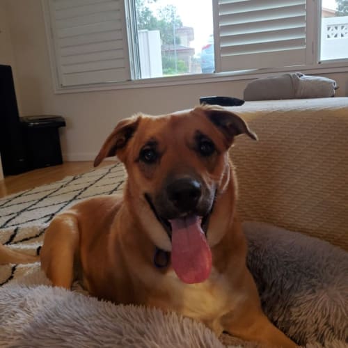 Montana ~ Cattle Dog X Kelpie(On Trial 5/8/21)