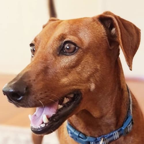 Scout