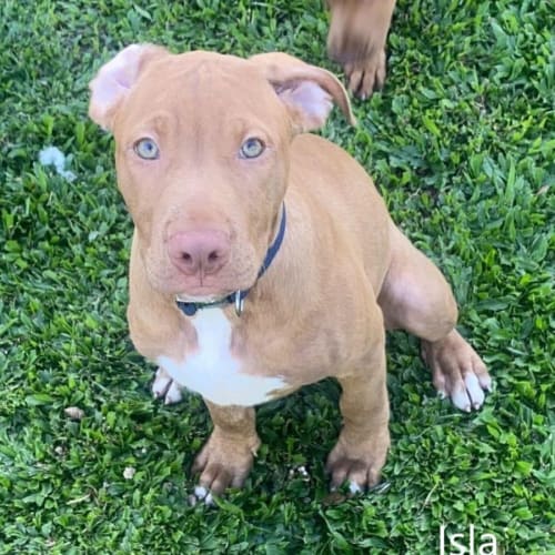 Isla