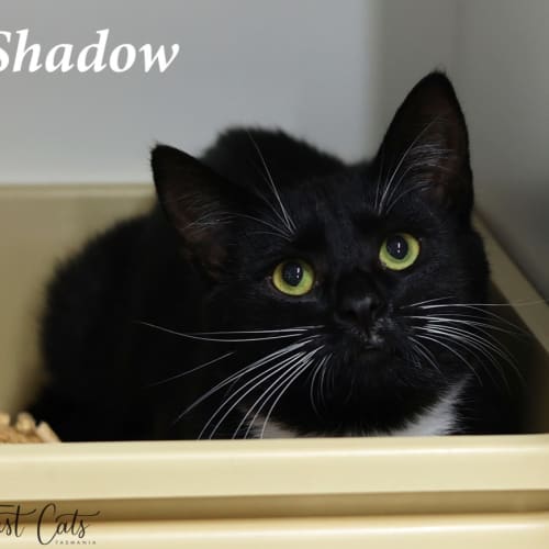 Shadow