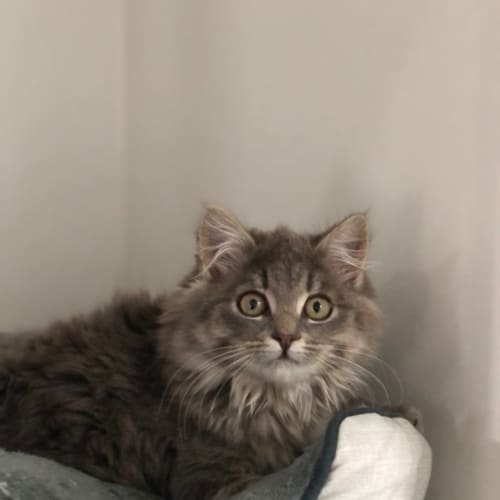 Isla