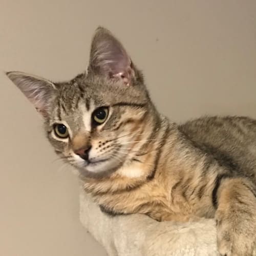 Otis