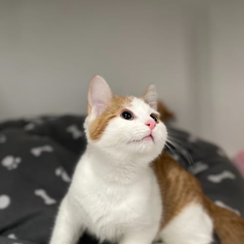 Lewis