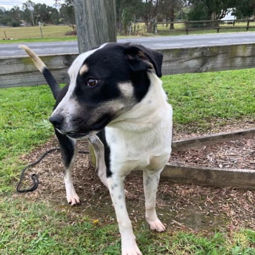 Cooper (on adoption trial)